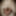 Linda asian ts champagne and big black pearl dildo #35
