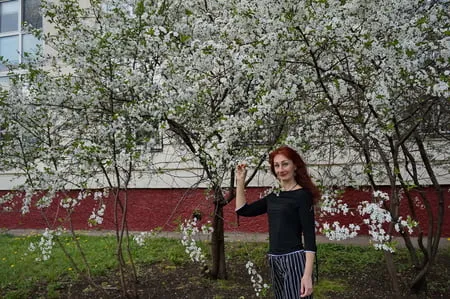 in white cherry flowers         