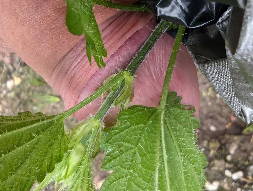 Got punished with nettle (macro photo) #6