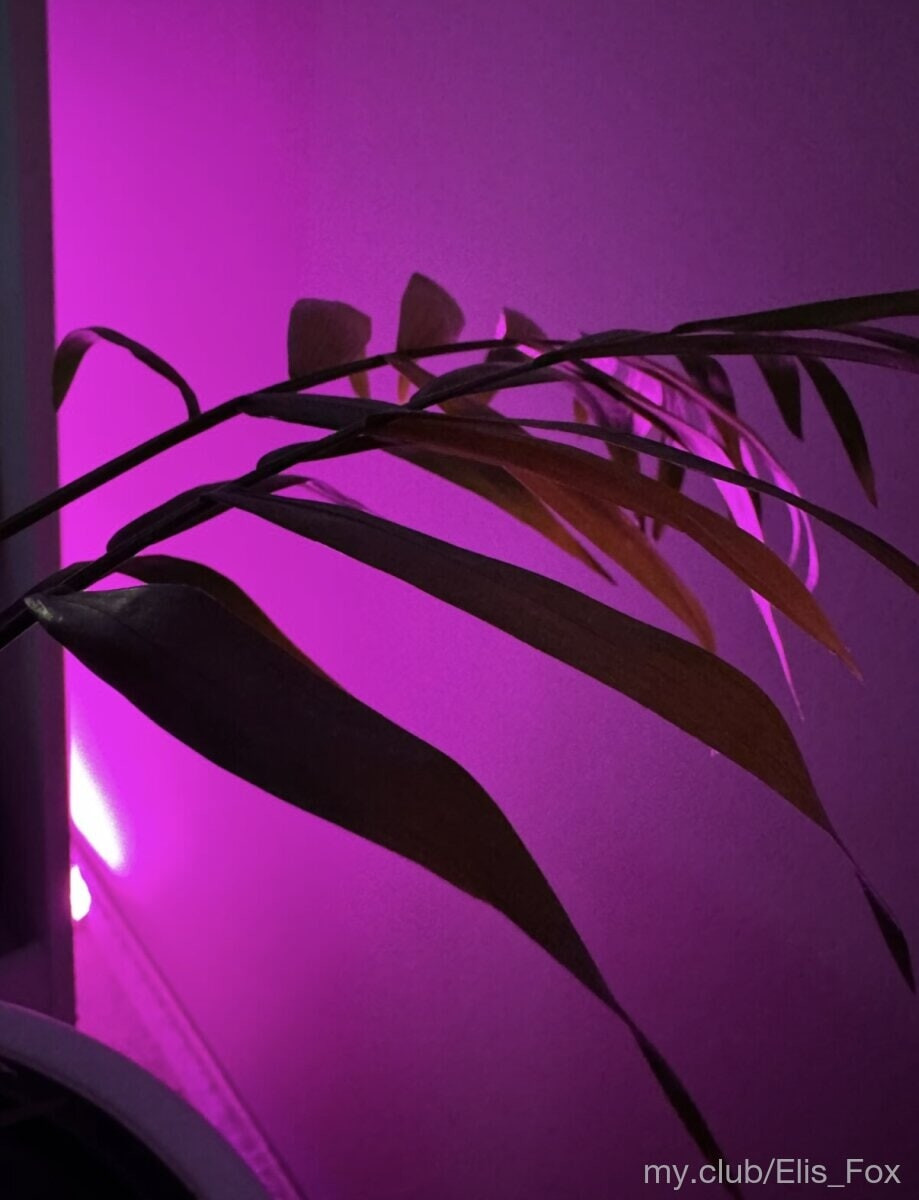 Alice Free Photos #25