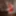 Miss Santa 2022