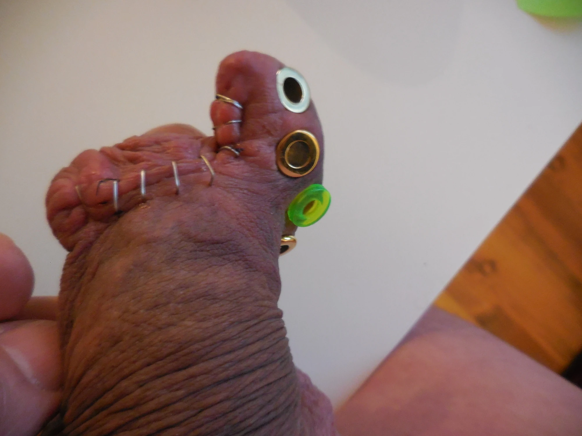 20230311_Foreskin cutting #29