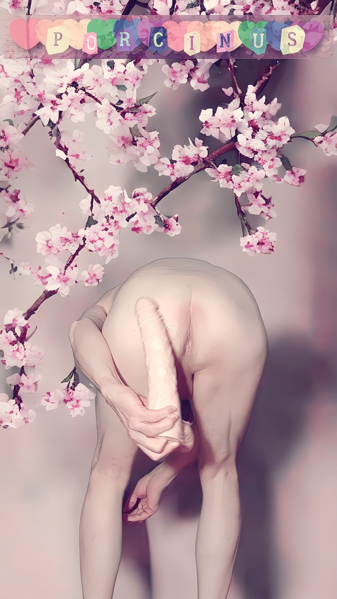 Cherry blossoms #14