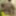 Small GANGBANG with 4 young cocks