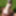 Gray-haired beauty posing naked outdoors on a blanket #35