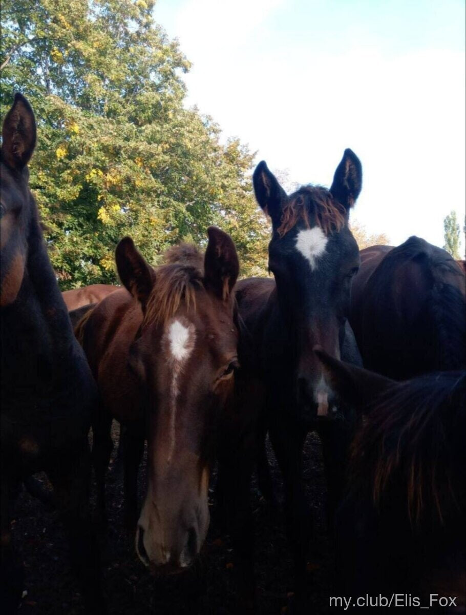 Alice Free Photos #14