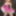 Pink and Black Shiny PVC Basque mini skirt and thigh boots #11