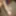 Big black cock horney cock waiting for pussy rate my dick 