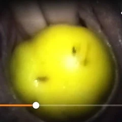 Filled with lemon
