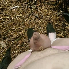 Izloženost javnosti 