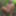 Tygra slut nude in the forest of the Robertsau. #4