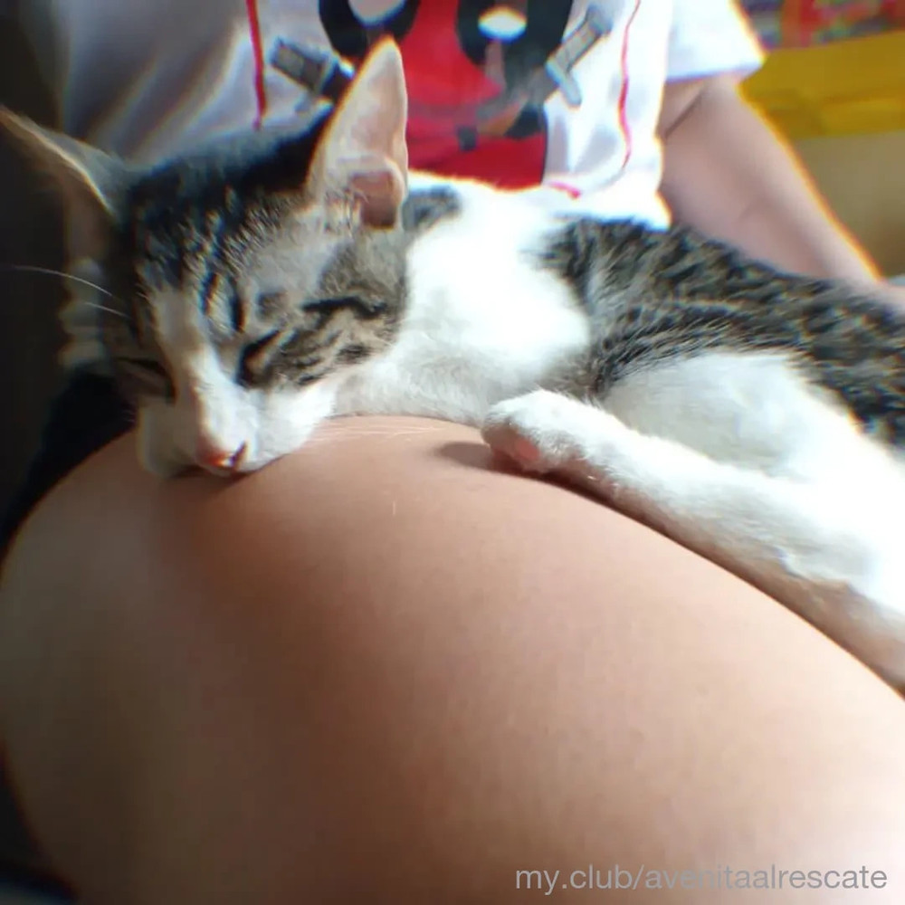 Avenita al rescate Free Photos #12