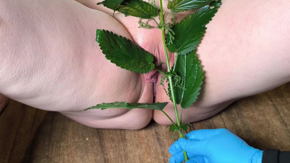 Clamps and nettles pussy torture #13