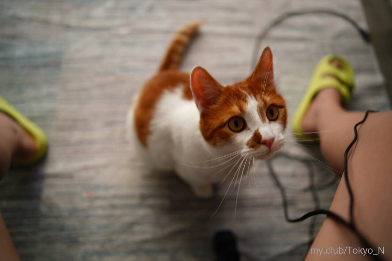 Free Tokyo Photos #4