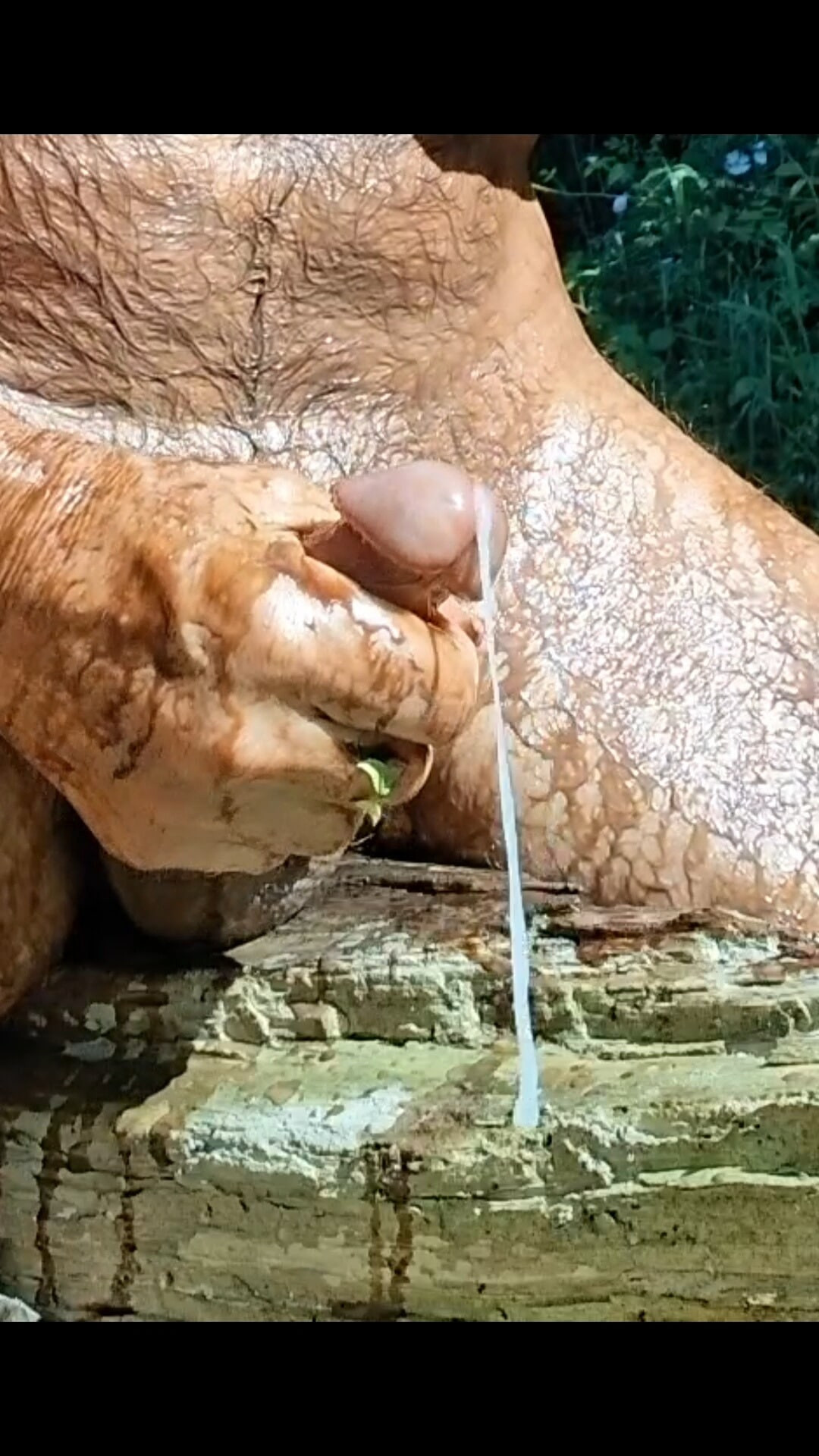 Hot Wolf Pissing #8