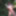 Foret