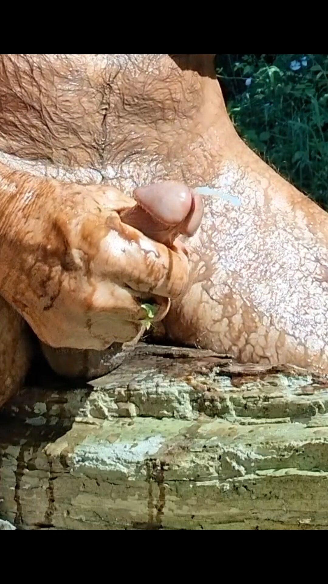 Hot Wolf Pissing #7