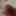Cock Pics