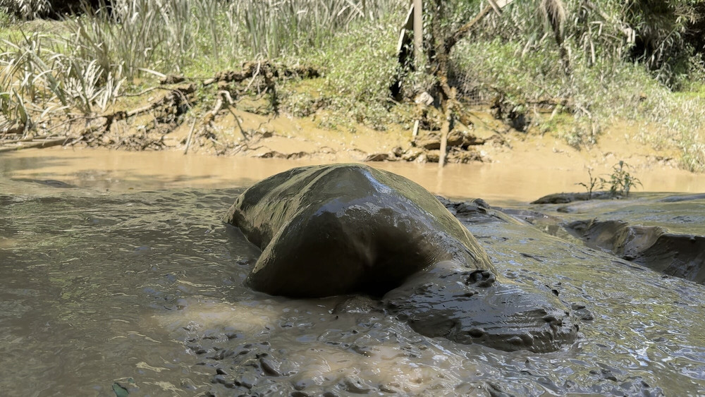 SHOT - MUD MOUTH #33