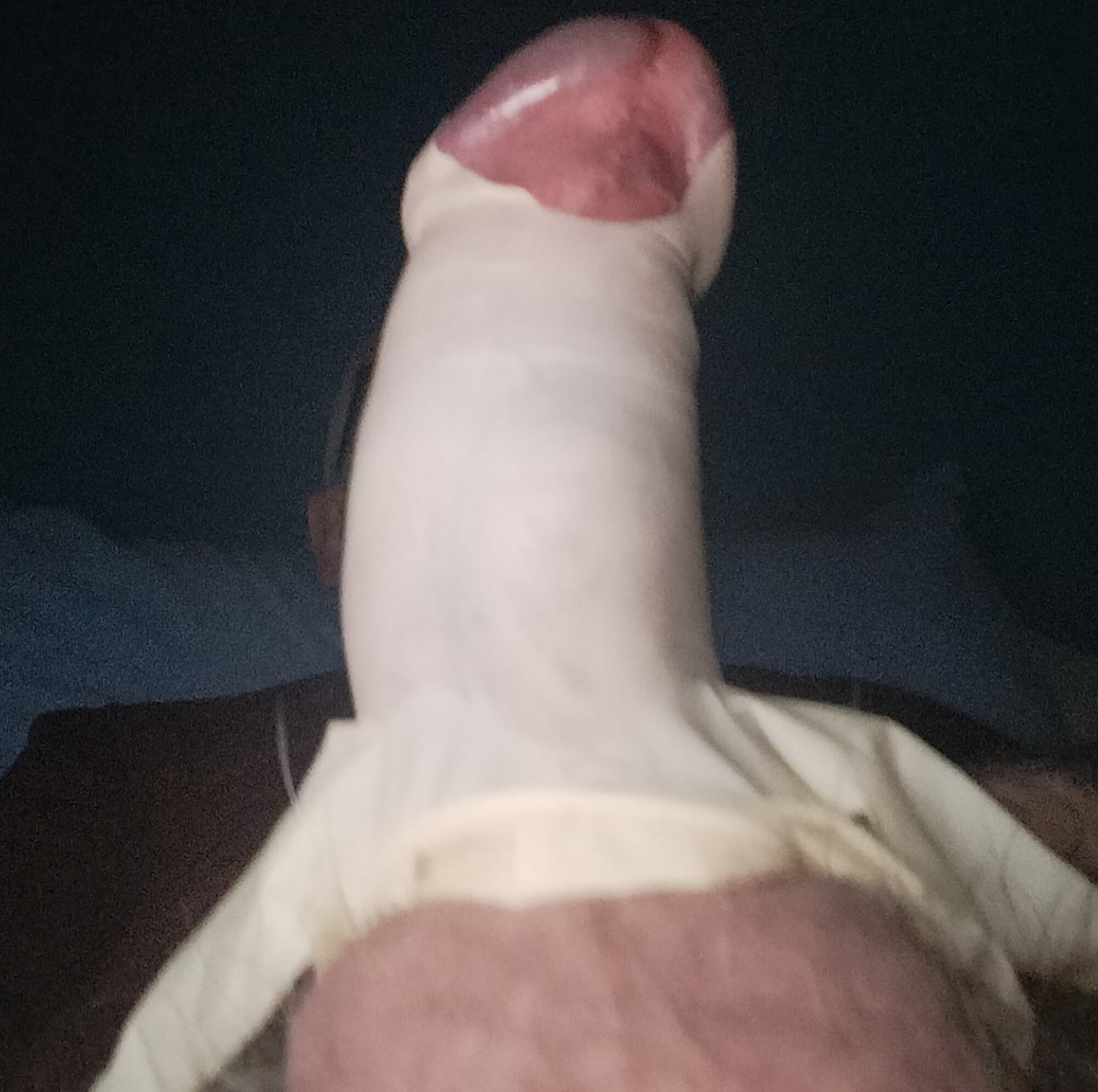 cock harnessed close up  #14