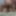 GIFs for Pro-Am scenes 201-205
