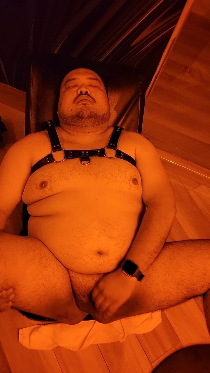 Panda in Harness
