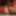 sounding dildo lingerie 15