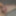 Cock #4
