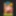 Roncoman amateur celebrity 