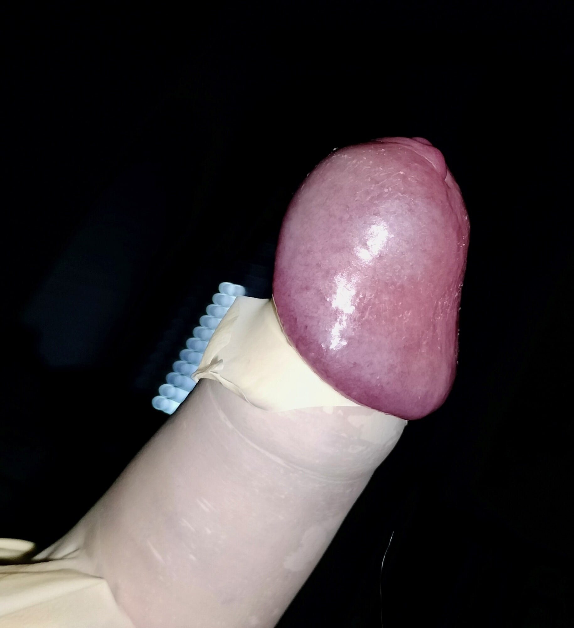 cock harnessed close up  #10