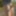 Straight guy walking around with a hard uncut cock in public