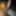 Asyalı ayı 