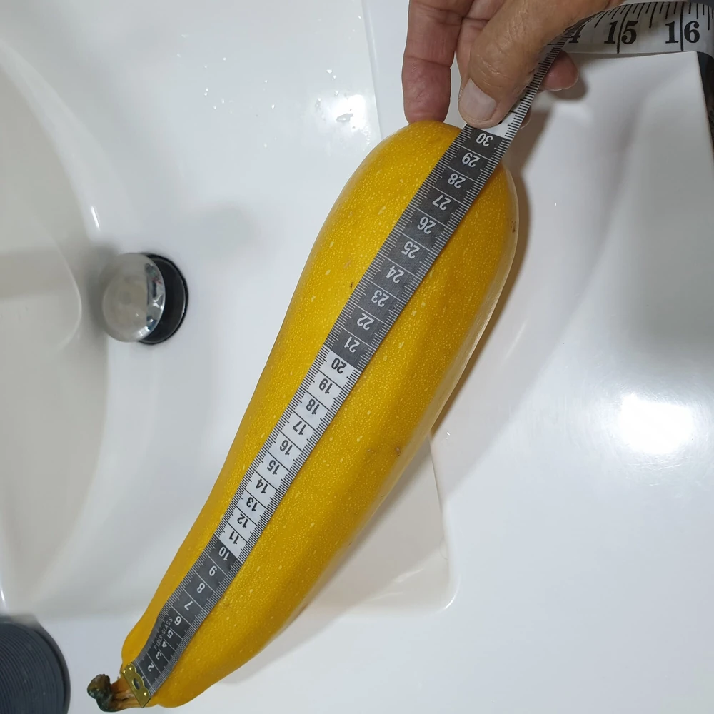 Yellow zucchini #3