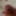 Cock Pics