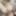 Penis with foreskin #16