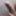 Indian Desi Big Dick