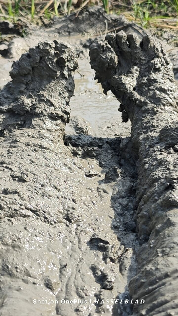 Muddy Feet and Solo #18
