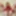 Big sissy crossdresser cock in red