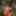 Lotusexy Free Photos #5