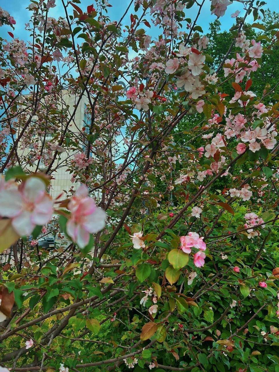 Millie Free Photos #14