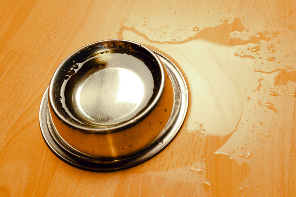 Doggy makes some big oops #3