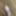 Penis