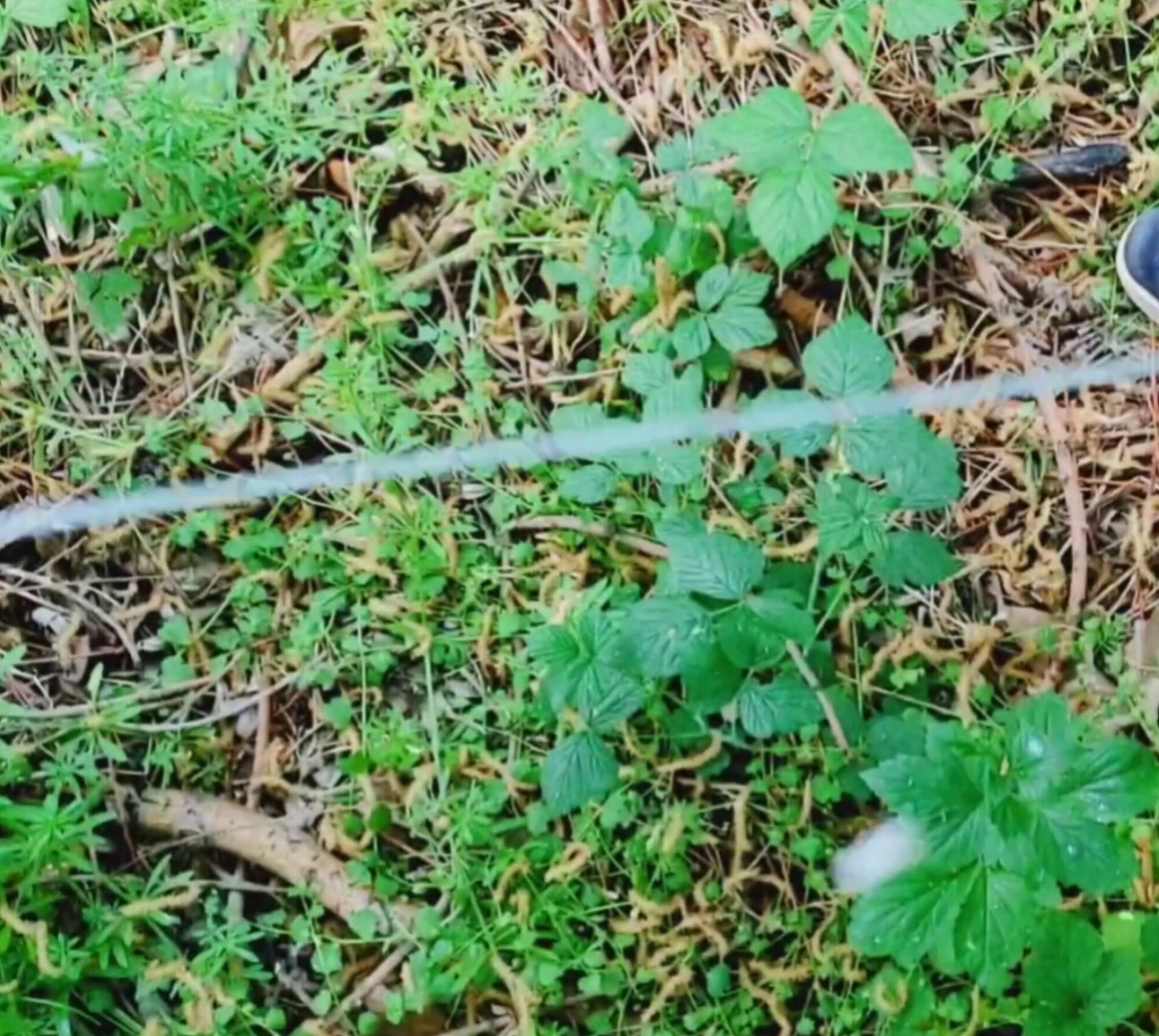 Outdoor Cumshot in the Forest – Mushroom Head Shoots Huge Lo #22