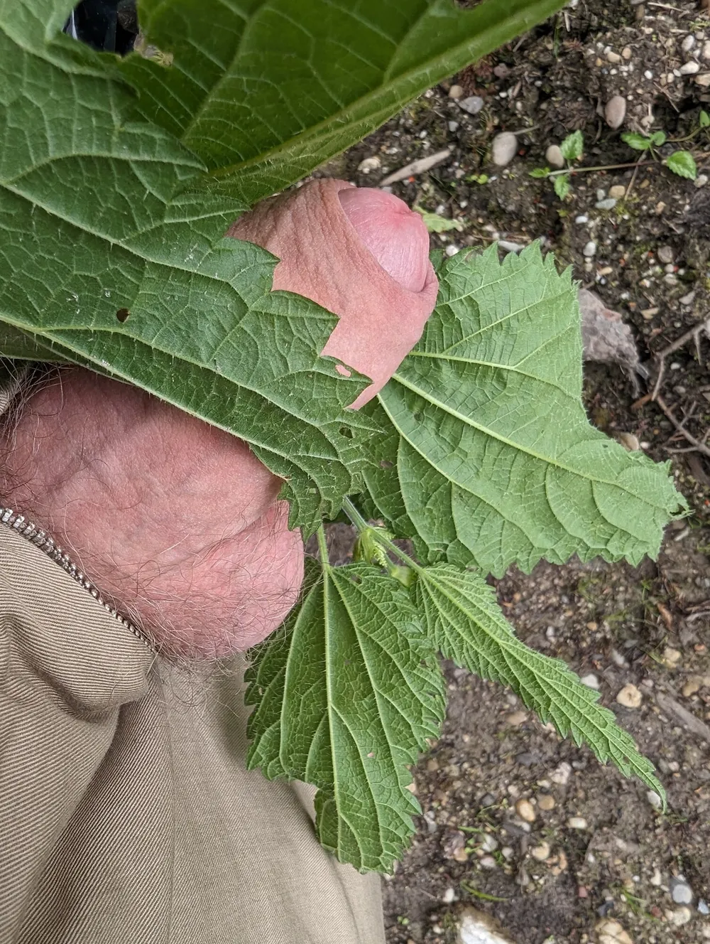 Got punished with nettle (macro photo) #2