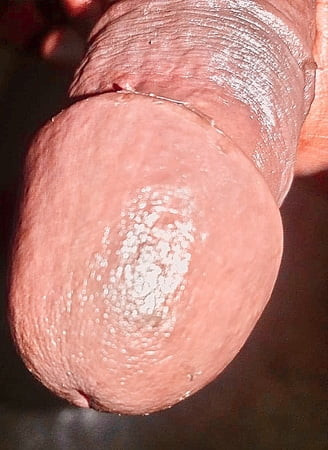 Indian cock