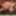 sounding dildo lingerie  shemale 4