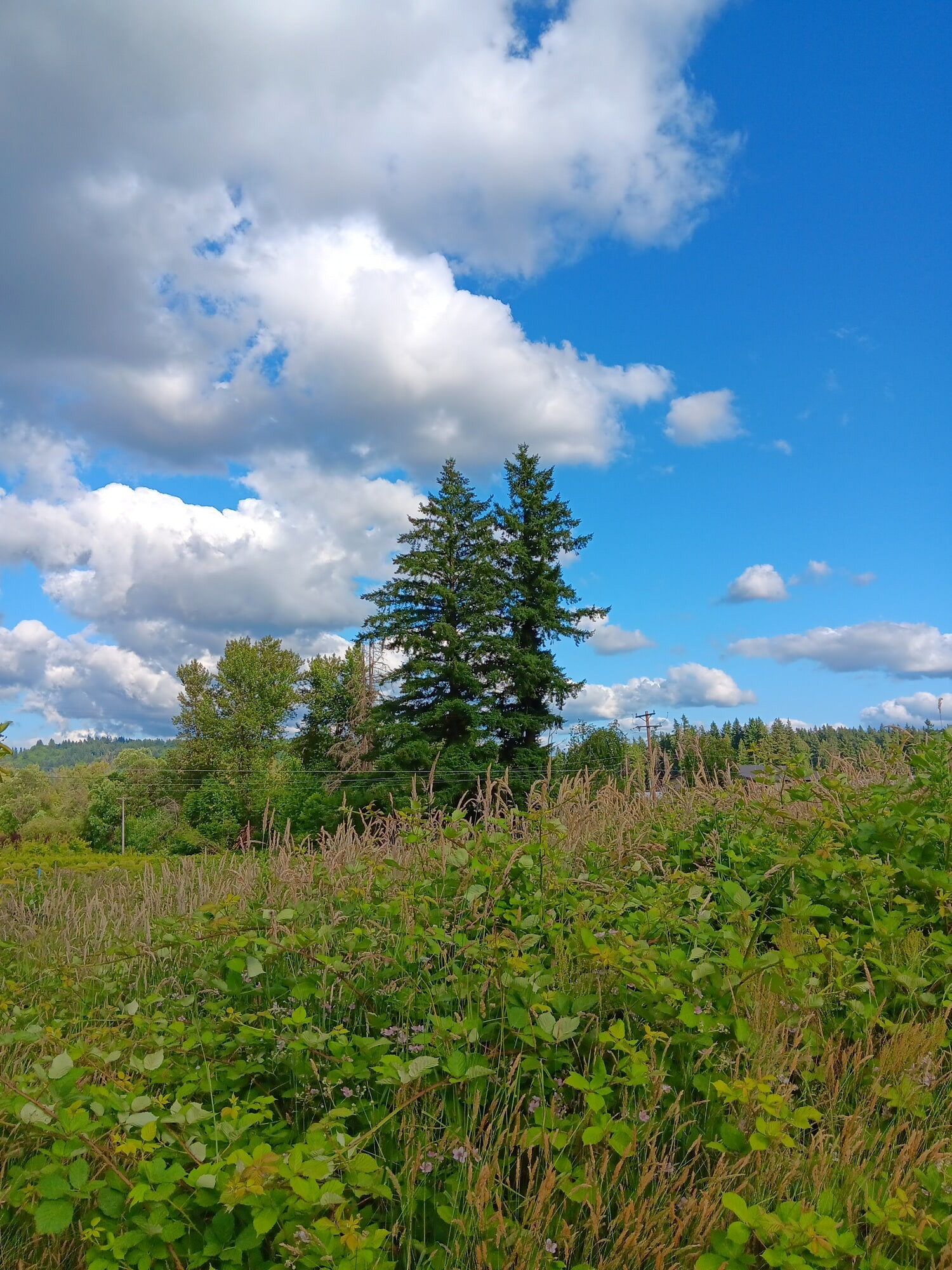 Best of 2025-June #12