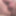 Close Up of Maestrobaters Hard Dick #2