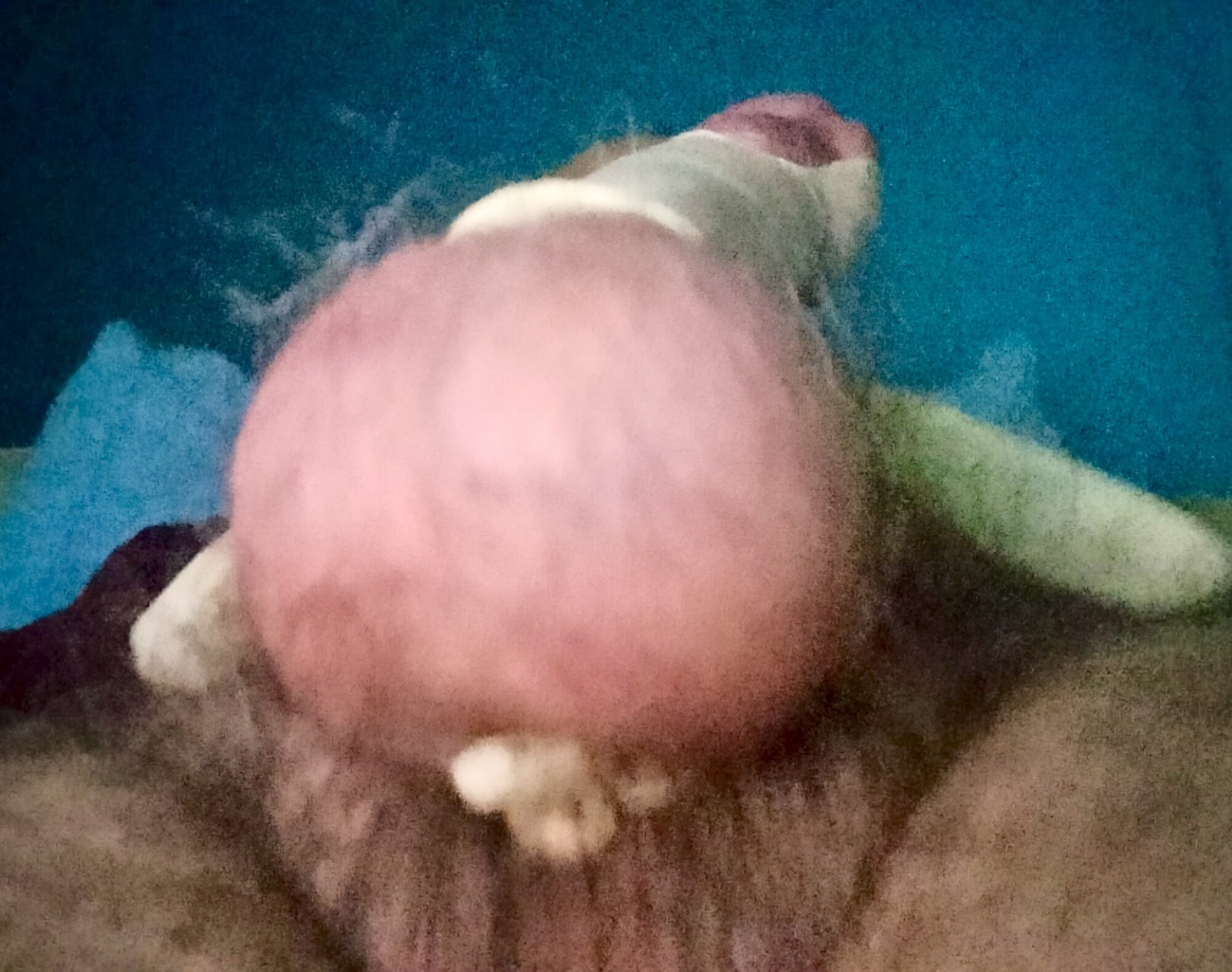 cock harnessed close up  #12