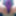 Violet body #5